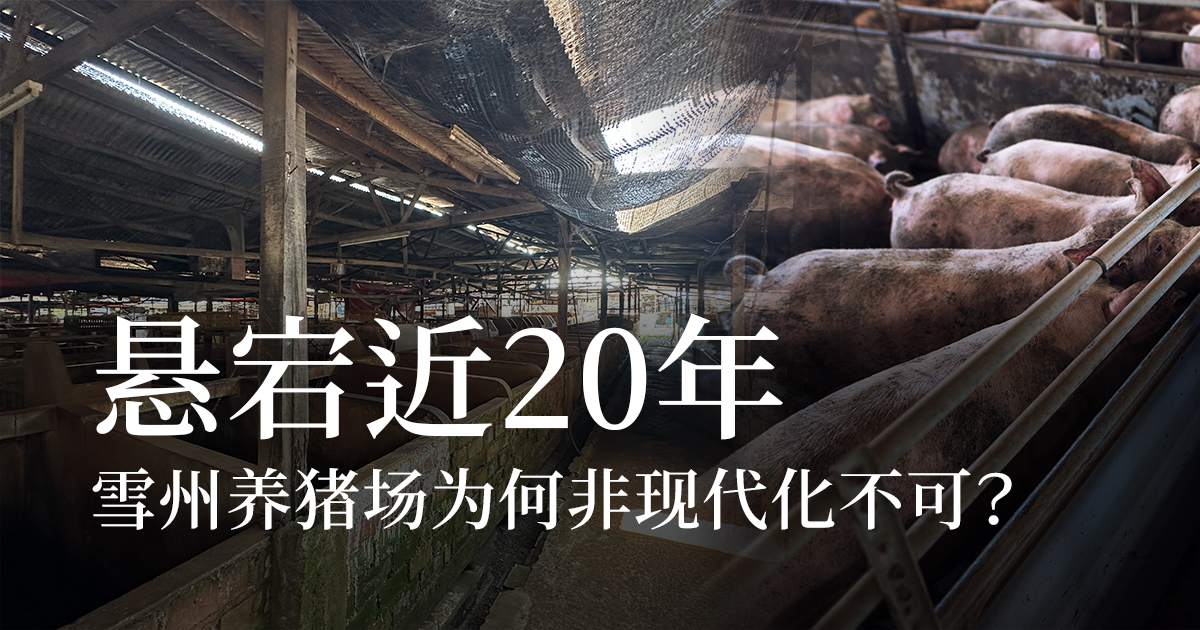 【雪州猪农风暴】被现代化追赶的猪农：一场迟了近20年的政策清算？