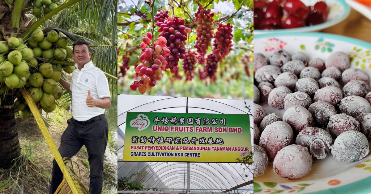 种什么、如何种、得什么，葡萄种植的一点启发