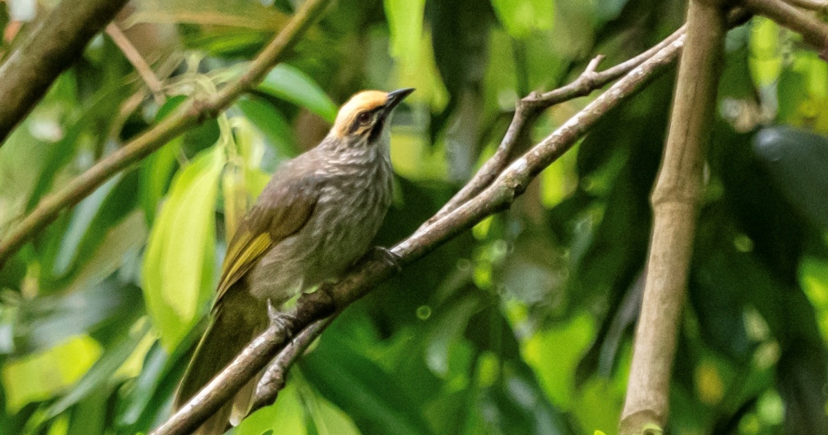 严选森林歌王名单