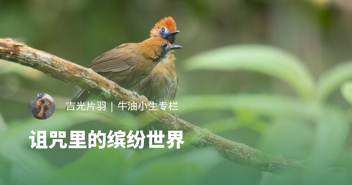 诅咒里的缤纷世界