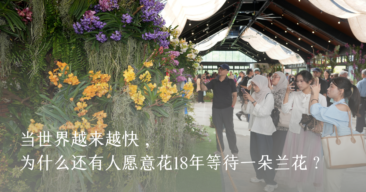 当世界越来越快，为什么还有人愿意花18年等待一朵兰花？——记首届国际兰花与花艺节